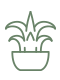 Drought-resistant succulents