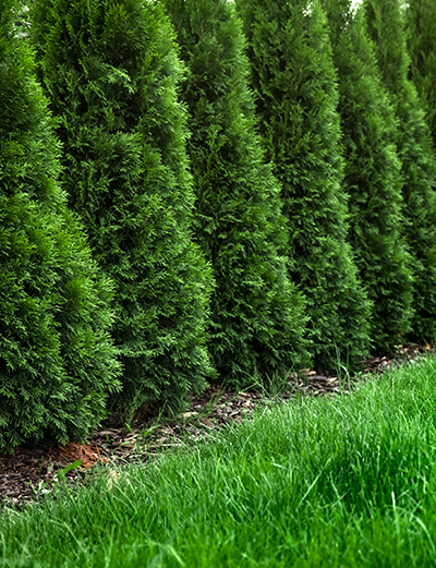 Privacy screening plants