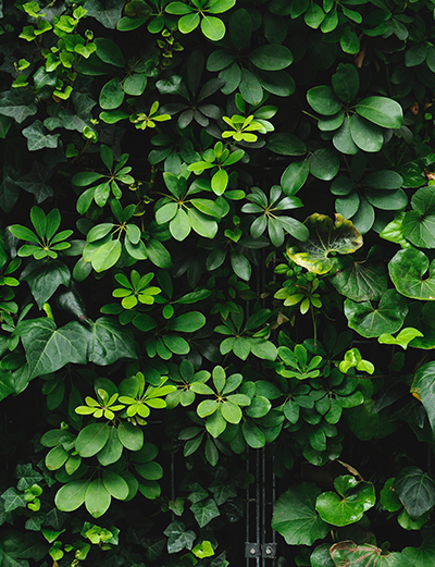 Vertical gardening solutions